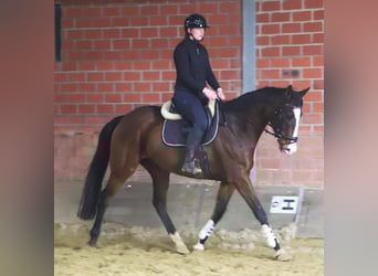 Irish sport horse Mix, Ruin, 7 Jaar, 162 cm, Donkerbruin