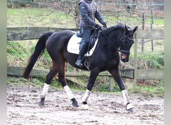 Irish sport horse Mix, Ruin, 7 Jaar, 162 cm, Zwartbruin