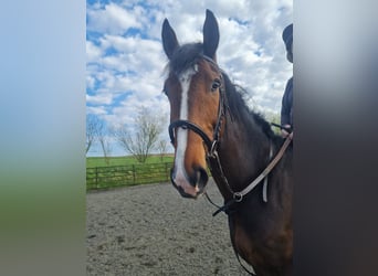 Irish sport horse, Ruin, 7 Jaar, 163 cm, Roodbruin