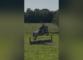 Irish sport horse, Ruin, 7 Jaar, 166 cm, Appelschimmel
