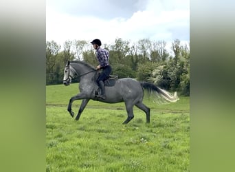 Irish sport horse, Ruin, 7 Jaar, 166 cm, Appelschimmel