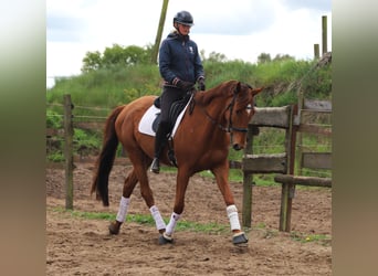 Irish sport horse Mix, Ruin, 7 Jaar, 166 cm, Vos