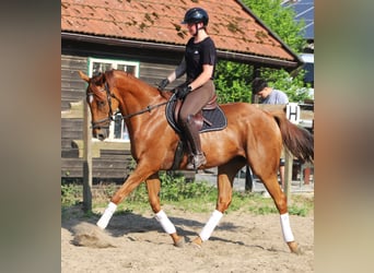Irish sport horse Mix, Ruin, 7 Jaar, 169 cm, Vos