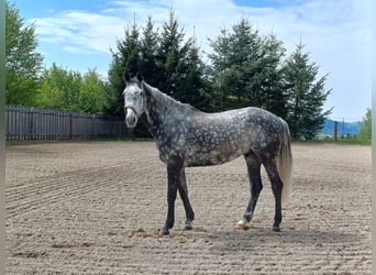 Irish sport horse, Ruin, 7 Jaar, 173 cm, Schimmel