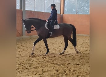 Irish sport horse, Ruin, 7 Jaar, 180 cm, Bruin