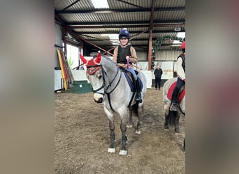 Irish sport horse, Ruin, 8 Jaar, 148 cm