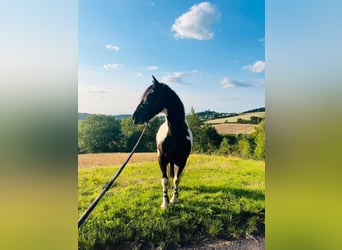 Irish sport horse, Ruin, 8 Jaar, 156 cm, Gevlekt-paard