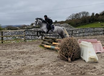 Irish sport horse, Ruin, 8 Jaar, 158 cm, Schimmel