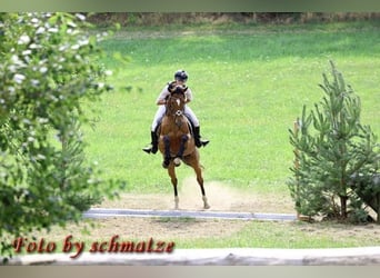 Irish sport horse Mix, Ruin, 8 Jaar, 160 cm, Bruin