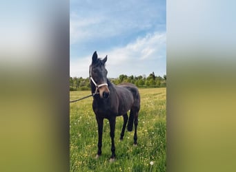 Irish sport horse, Ruin, 8 Jaar, 163 cm, Bruin