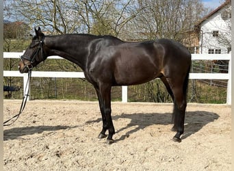 Irish sport horse, Ruin, 8 Jaar, 165 cm, Donkerbruin