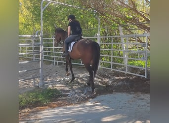 Irish sport horse, Ruin, 8 Jaar, 166 cm, Bruin