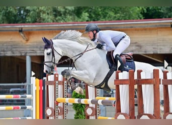 Irish sport horse, Ruin, 8 Jaar, 166 cm, Schimmel