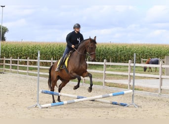 Irish sport horse, Ruin, 8 Jaar, 167 cm, Bruin