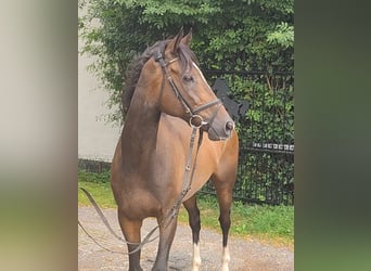 Irish sport horse, Ruin, 8 Jaar, 168 cm, Bruin