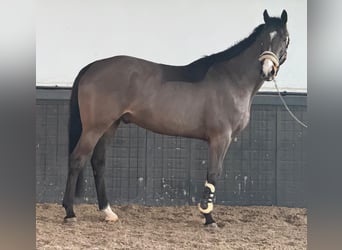 Irish sport horse, Ruin, 8 Jaar, 170 cm, Bruin