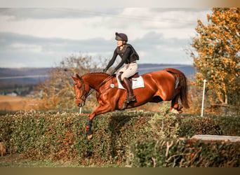Irish sport horse, Ruin, 8 Jaar, 170 cm, Vos