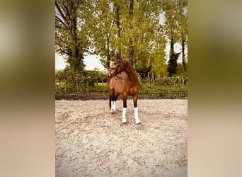 Irish sport horse, Ruin, 8 Jaar, Bruin