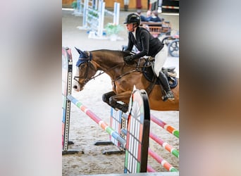 Irish sport horse, Ruin, 8 Jaar, Roodbruin