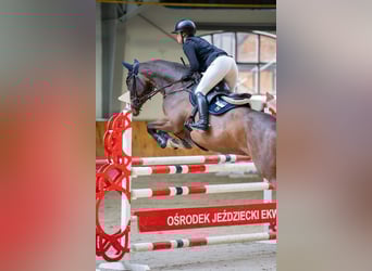 Irish sport horse, Ruin, 8 Jaar, Roodbruin
