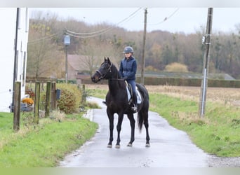 Irish sport horse, Ruin, 9 Jaar, 160 cm, Zwart
