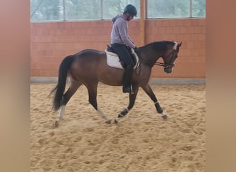 Irish sport horse, Ruin, 9 Jaar, 166 cm, Bruin