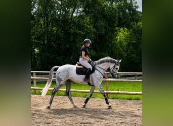 Irish sport horse, Ruin, 9 Jaar, 168 cm, Schimmel