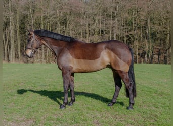 Irish sport horse, Ruin, 9 Jaar, 169 cm, Bruin