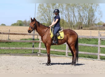 Irish sport horse, Ruin, 9 Jaar, 170 cm, Bruin