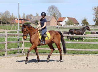 Irish sport horse, Ruin, 9 Jaar, 170 cm, Bruin