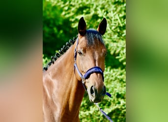 Irish sport horse, Ruin, 9 Jaar, 170 cm, Bruin