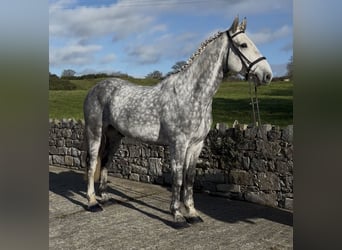 Irish sport horse, Ruin, 9 Jaar, 170 cm, Schimmel