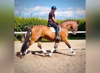 Irish sport horse, Ruin, 9 Jaar, 173 cm, Roodbruin