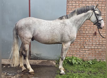 Irish Sport Horse, Stallion, 12 years, 16 hh, Grey