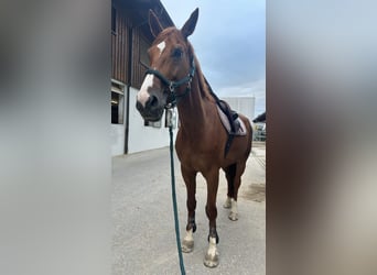 Irish Sport Horse, Stallion, 12 years, 17 hh, Chestnut-Red