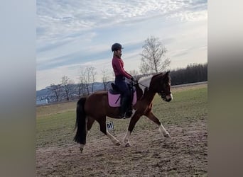 Irish Sport Horse, Stallion, 13 years, 13.3 hh, Pinto