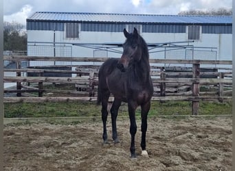 Irish Sport Horse, Stallion, 1 year, 16.3 hh, Bay-Dark