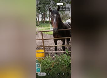 Irish Sport Horse, Stallion, 6 years, 16.2 hh, Brown