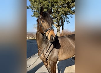 Irish Sport Horse, Stallion, 6 years, 16 hh, Black