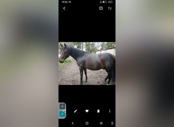 Irish Sport Horse, Stallion, 6 years, Brown