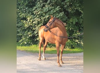 Irish Sport Horse, Stallion, 7 years, 15.1 hh, Chestnut
