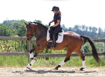 Irish Sport Horse, Stallion, 7 years, 16,1 hh, Bay