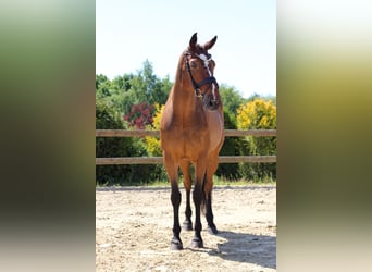 Irish Sport Horse, Stallion, 7 years, 16,1 hh, Bay