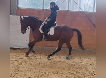 Irish Sport Horse, Stallion, 8 years, 16.1 hh, Brown