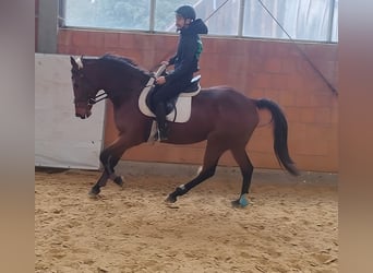 Irish Sport Horse, Stallion, 9 years, 16.1 hh, Brown