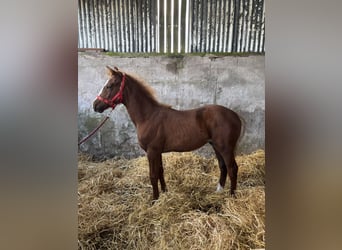 Irish Sport Horse, Stallion, Foal (06/2026), 16.1 hh, Chestnut-Red