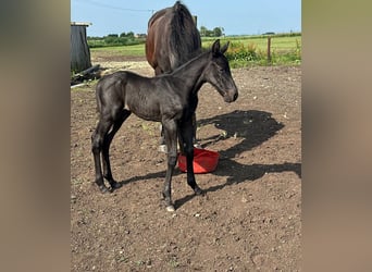 Irish Sport Horse, Stallion, Foal (06/2025), 16 hh, Black