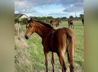 Irish Sport Horse, Stallion, Foal (05/2026), 9.2 hh, Brown
