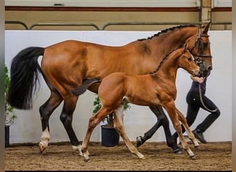 Irish Sport Horse, Stallion, Foal (06/2025), Brown
