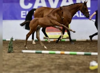 Irish Sport Horse, Stallion, Foal (06/2025), Brown
